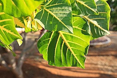 传《刺客信条：RED》11月推出 首个演示预告7月公布