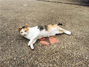 英特尔酷睿i9-13980HX 